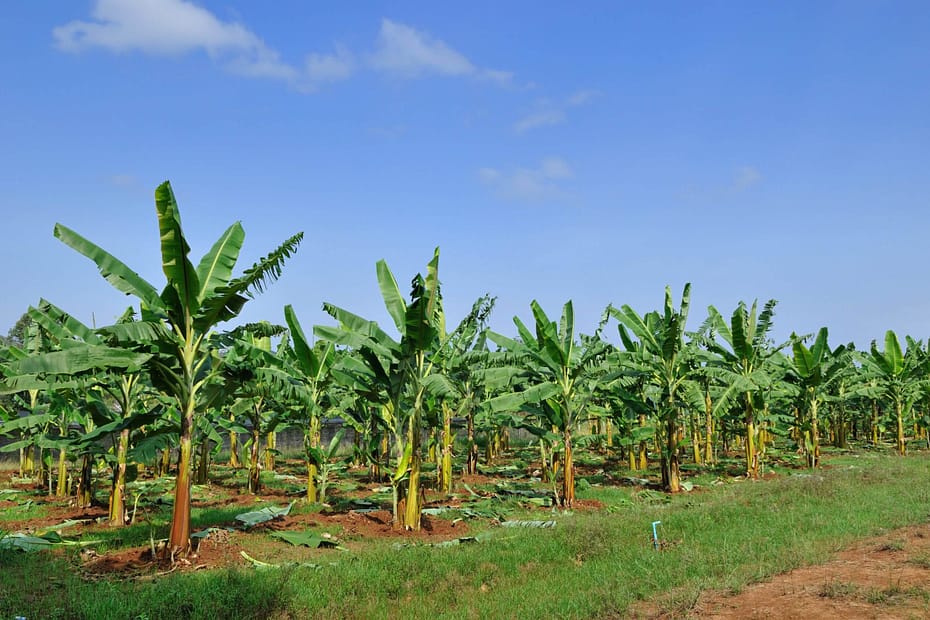 Notícias Curso Banana - Citrobell Ceasa Uberlândia